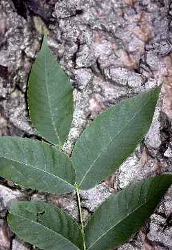 Butternut(Juglans cinerea)