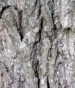 Black Walnut, Eastern Black Walnut(Juglans nigra)