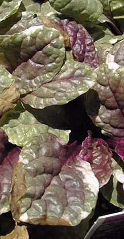 Ajuga 'Burgundy Glow'(Ajuga reptans)