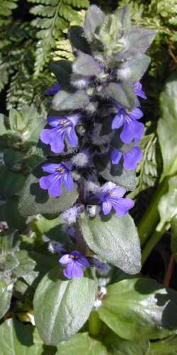 Blue Bugleweed, Geneva Bugleweed (Ajuga genevensis)