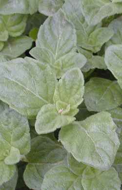 Lesser Calamint(Calamintha nepeta)