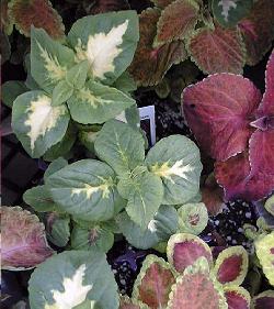 Coleus, Flame Nettle, Painted Nettle(Coleus blumei)