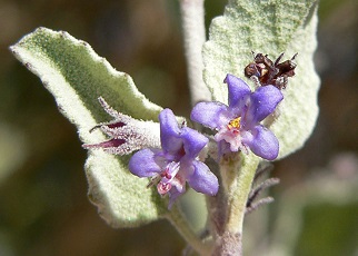 Desert Lavender(Condea emoryi)