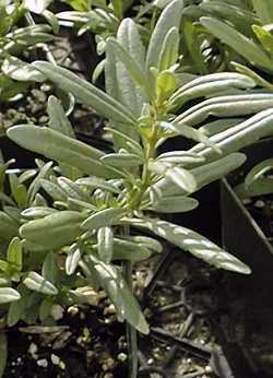 Hyssop(Hyssopus officinalis)