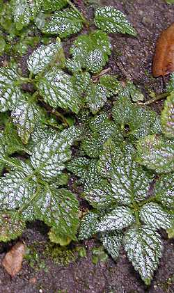 Yellow Archangel(Lamiastrum galeobdolon)