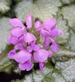 Dead Nettle, Spotted Nettle(Lamium maculatum)