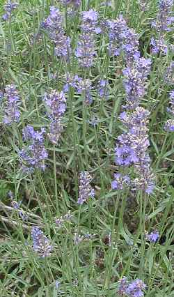 English Lavender, True Lavender(Lavandula angustifolia)