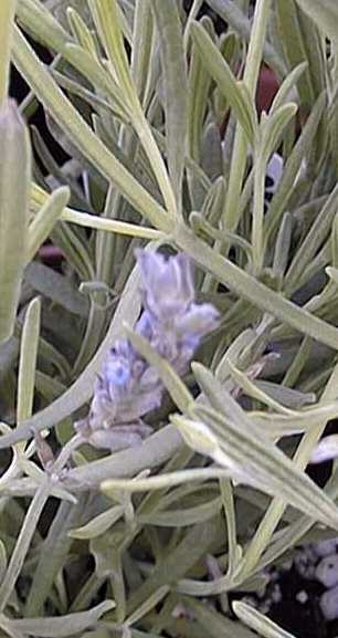 Sweet Lavender(Lavandula Χ heterophylla)