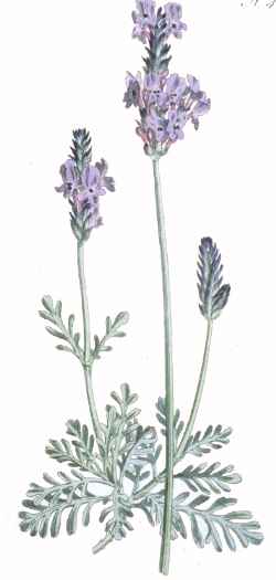 (Lavandula pinnata)