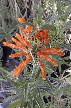 Lion's Tail, Lion's Ear, Wild Dagga(Leonotis leonurus)