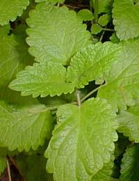 Lemon Balm, Sweet Balm(Melissa officinalis)