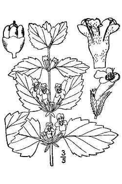 Lemon Balm, Sweet Balm(Melissa officinalis)