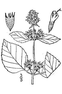 Orange Mint, Bergamot Mint(Mentha aquatica var. 'Citrata' )