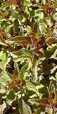 Peppermint(Mentha Χ piperita)