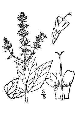 Spearmint(Mentha spicata)