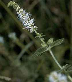 Spearmint(Mentha spicata)