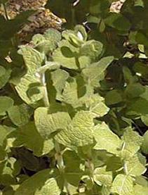 Apple Mint(Mentha suaveolens)