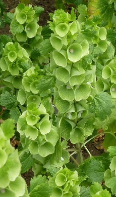 Bells of Ireland, Shellflower(Moluccella laevis)