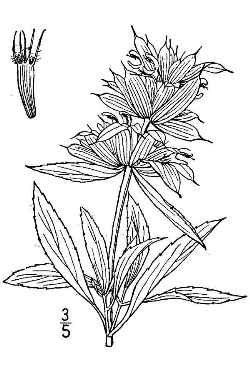 Wild Bee Balm, Lemon Mint(Monarda citriodora)