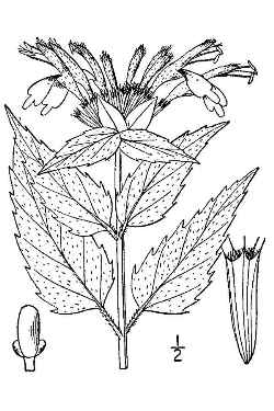 Wild Bergamot(Monarda fistulosa)