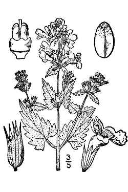 Catnip(Nepeta cataria)