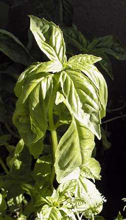 Basil(Ocimum basilicum)