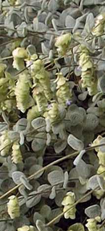 Dittany of Crete(Origanum dictamnus)