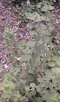 Bible Hyssop, Syrian Oregano(Origanum syriacum)