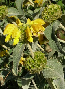 Jerusalem Sage(Phlomis fruticosa)