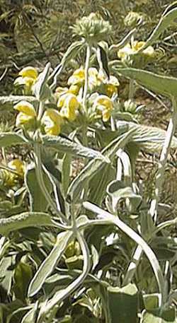 Jerusalem Sage(Phlomis fruticosa)