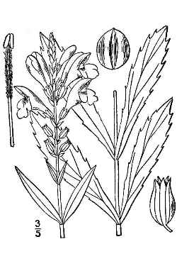 Obedient Plant, False Dragonhead(Physostegia virginiana)