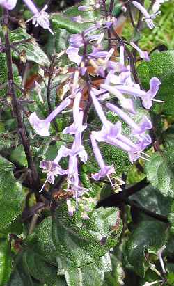 (Plectranthus Χ 'Mona Lavender')