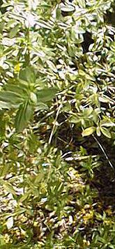 Rosemary Mint, Mexican Oregano(Poliomintha longiflora)