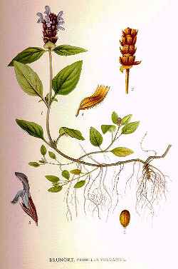 Common Self Heal(Prunella vulgaris)