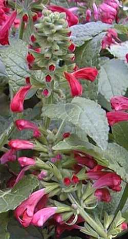 (Salvia 'Hummingbird Red')