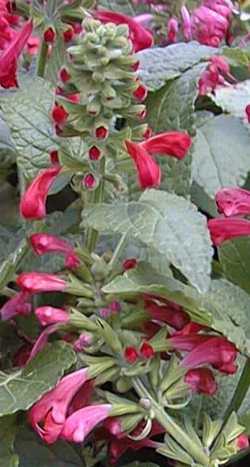 (Salvia 'Hummingbird Red')