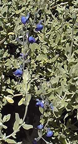 Mexican Blue Sage(Salvia chamaedryoides)
