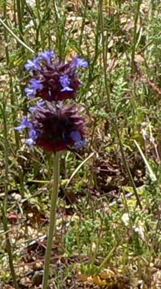 Desert Chia(Salvia columbariae)