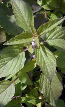 Pineapple Scented Sage(Salvia elegans)