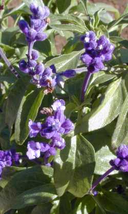 Mealy Cup Sage(Salvia farinacea)