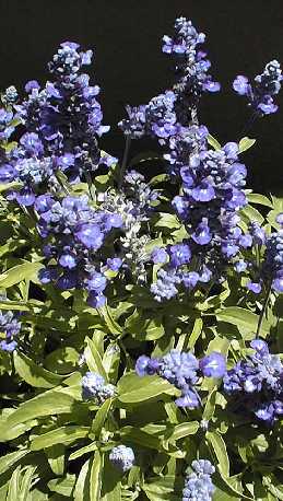 Mealy Cup Sage(Salvia farinacea)