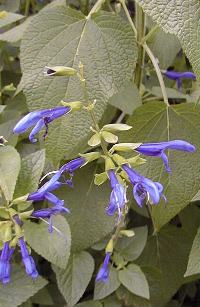 Sapphire Sage, Sapphire Salvia(Salvia guaranitica)