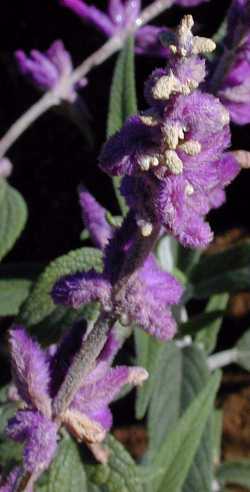 Mexican Bush Sage, Velvet Sage(Salvia leucantha)