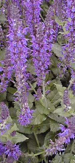 May Night Sage(Salvia nemorosa)