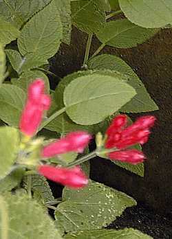 (Salvia pulchella)
