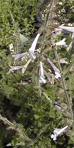 Coastal Blue Sage(Salvia scabra)