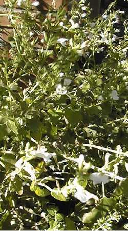 Transylvanian Sage(Salvia transsilvanica )