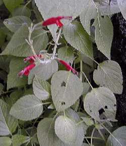 (Salvia tubifera)