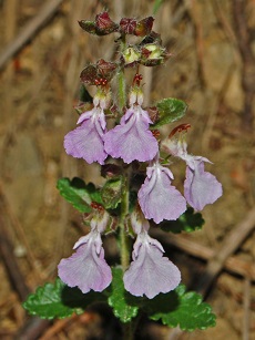 Germander(Teucrium chamaedrys)