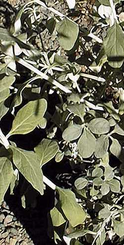 Bush Germander(Teucrium fruticans)